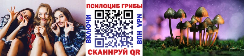 Псилоцибиновые грибы Psilocybe Вязники
